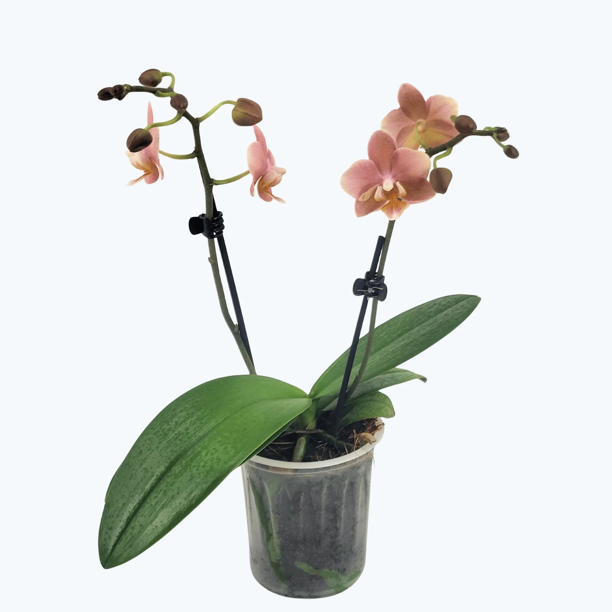 Duftorchidee Table Dance Tenderness mit apricotfarbenen Blüten und 2 Rispen Duftorchidee Table Dance Tenderness mit apricotfarbenen Blüten und 2 Rispen