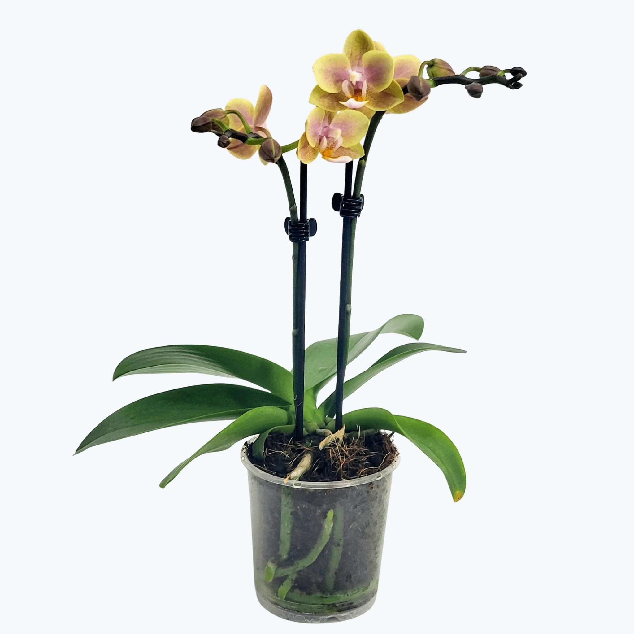 Table Dance Sundown mit gelb-rosa Blüten und 2 Rispen Table Dance Sundown mit gelb-rosa Blüten und 2 Rispen