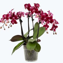 Große Two of Us Cartagena mit dunklen bordeauxroten Blüten und 5+ Rispen Große Two of Us Cartagena mit dunklen bordeauxroten Blüten und 5+ Rispen