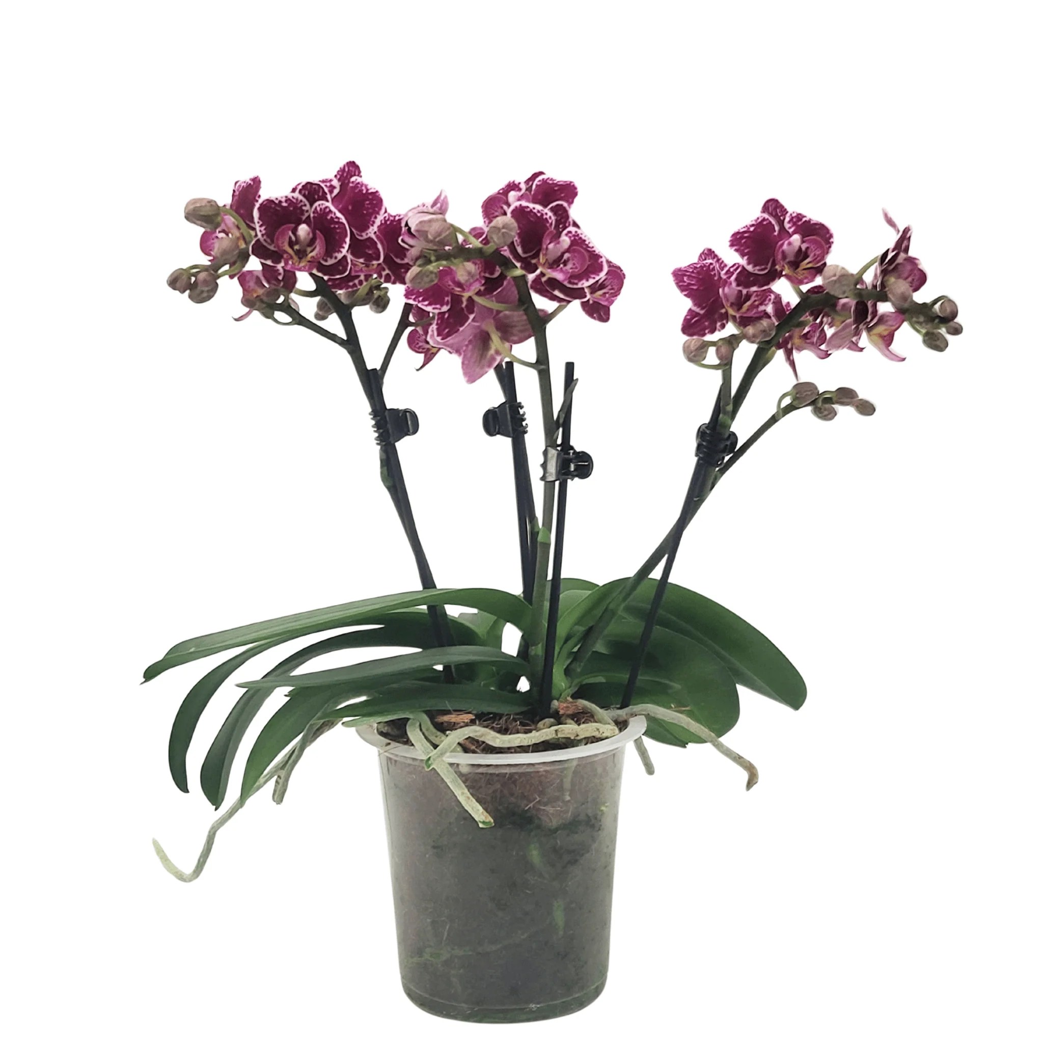 Große Two of Us Shannon mit Bordeux-weißen Blüten und 3+ Rispen Große Two of Us Shannon mit Bordeux-weißen Blüten und 3+ Rispen