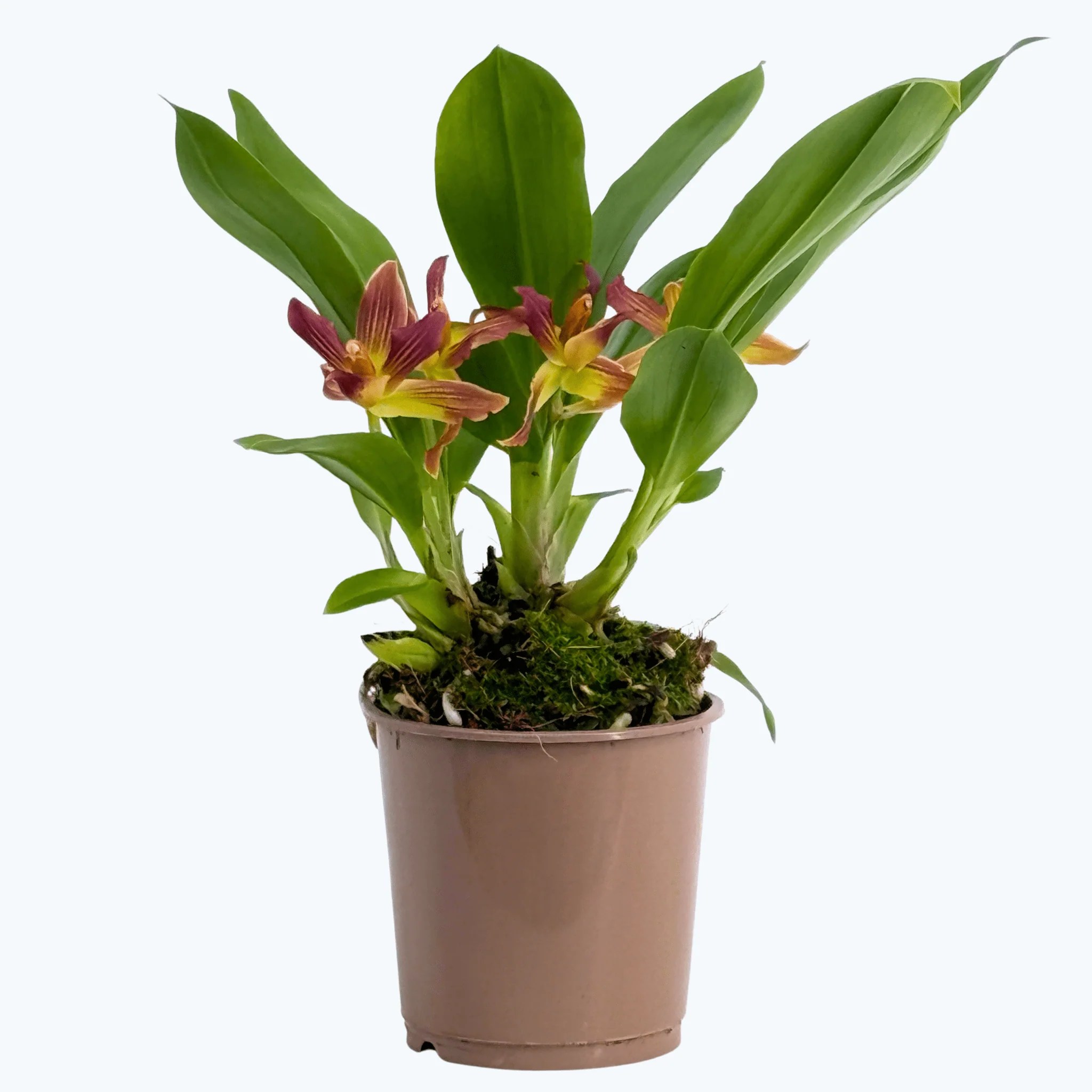 Cochleanthes Hybride mit rot-braunen Blüten im 9cm Topf Cochleanthes Hybride mit rot-braunen Blüten im 9cm Topf