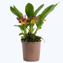 Cochleanthes Hybride mit rot-braunen Blüten im 9cm Topf Cochleanthes Hybride mit rot-braunen Blüten im 9cm Topf