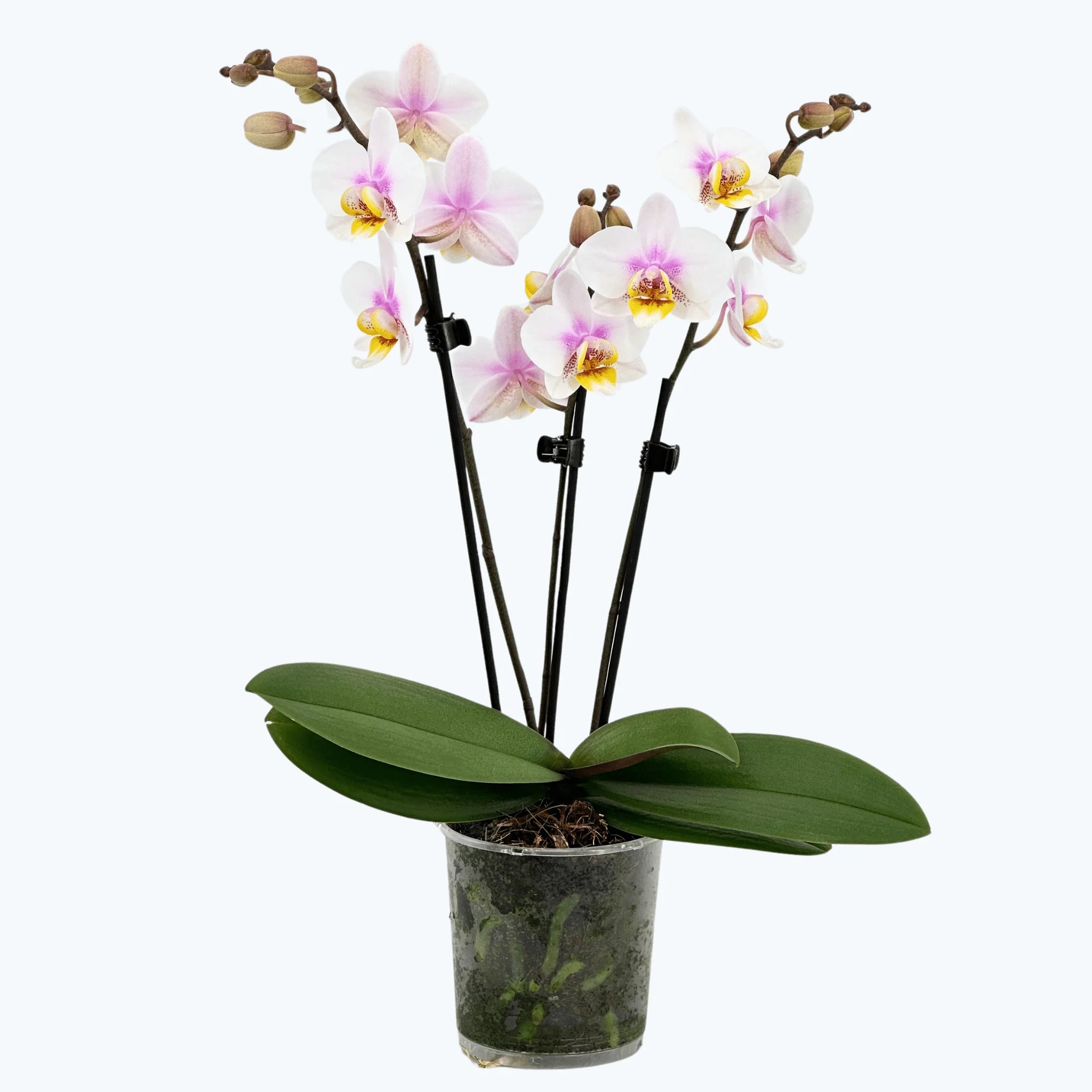 Table Dance San José mit weiß-rosa Blüten und 2 Rispen Table Dance San José mit weiß-rosa Blüten und 2 Rispen