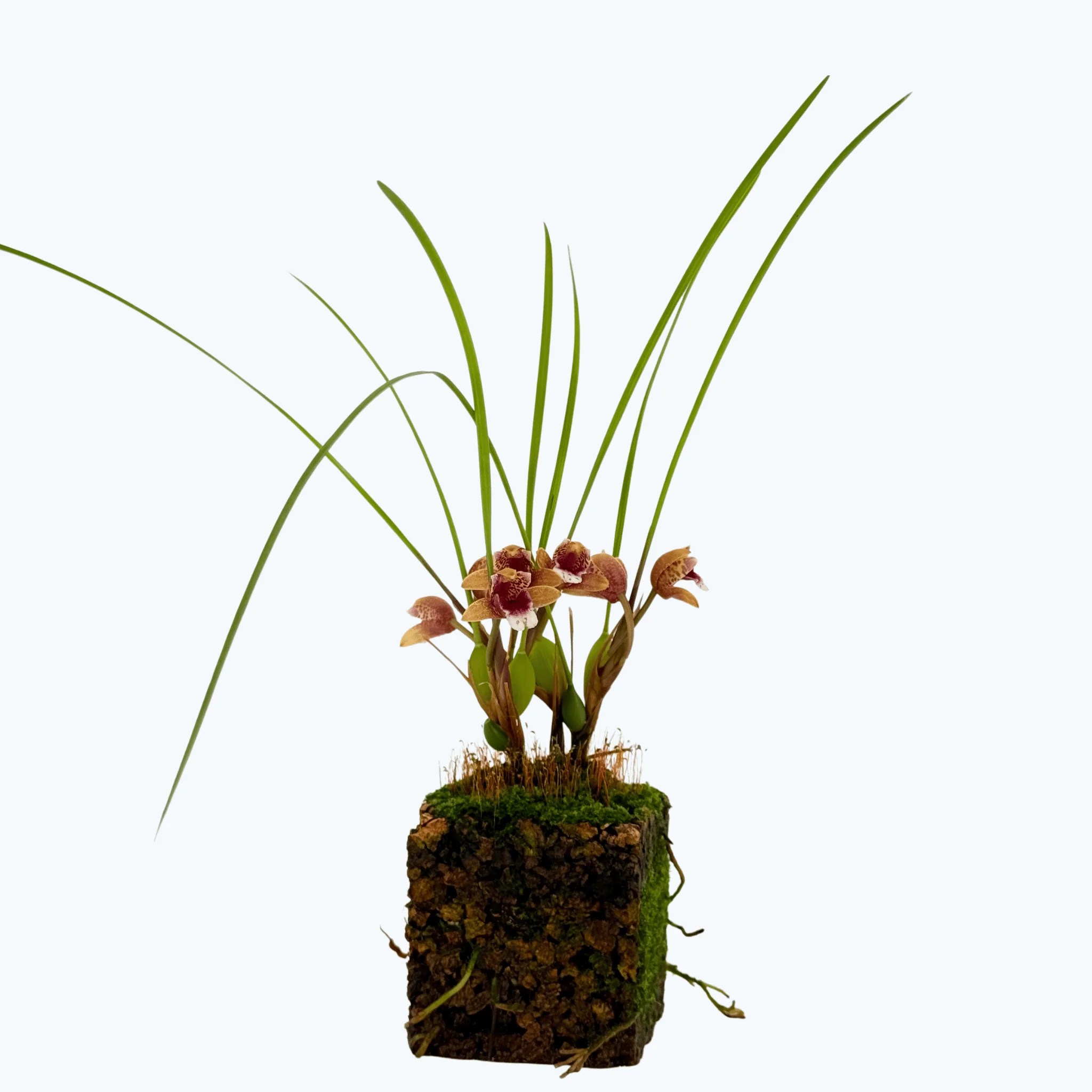 Maxillaria atrosanguinea mit rot-weißen Blüten im Korkquader Maxillaria atrosanguinea mit rot-weißen Blüten im Korkquader
