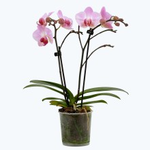 Table Dance Antwerpen mit großen rosa Blüten und 2 Rispen Table Dance Antwerpen mit großen rosa Blüten und 2 Rispen