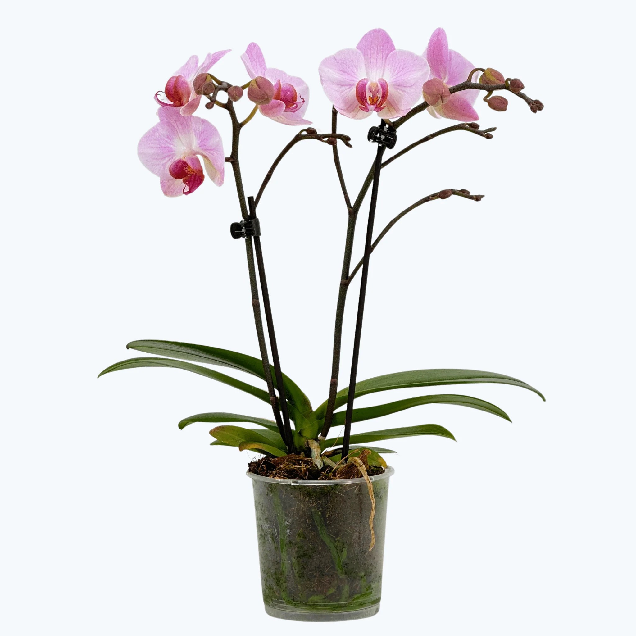 Table Dance Antwerpen mit großen rosa Blüten und 2 Rispen Table Dance Antwerpen mit großen rosa Blüten und 2 Rispen