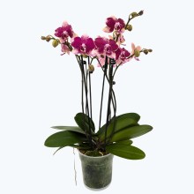 Große Two of Us Rombley mit magentaroten-gefleckten Blüten und 3 Rispen Große Two of Us Rombley mit magentaroten-gefleckten Blüten und 3 Rispen