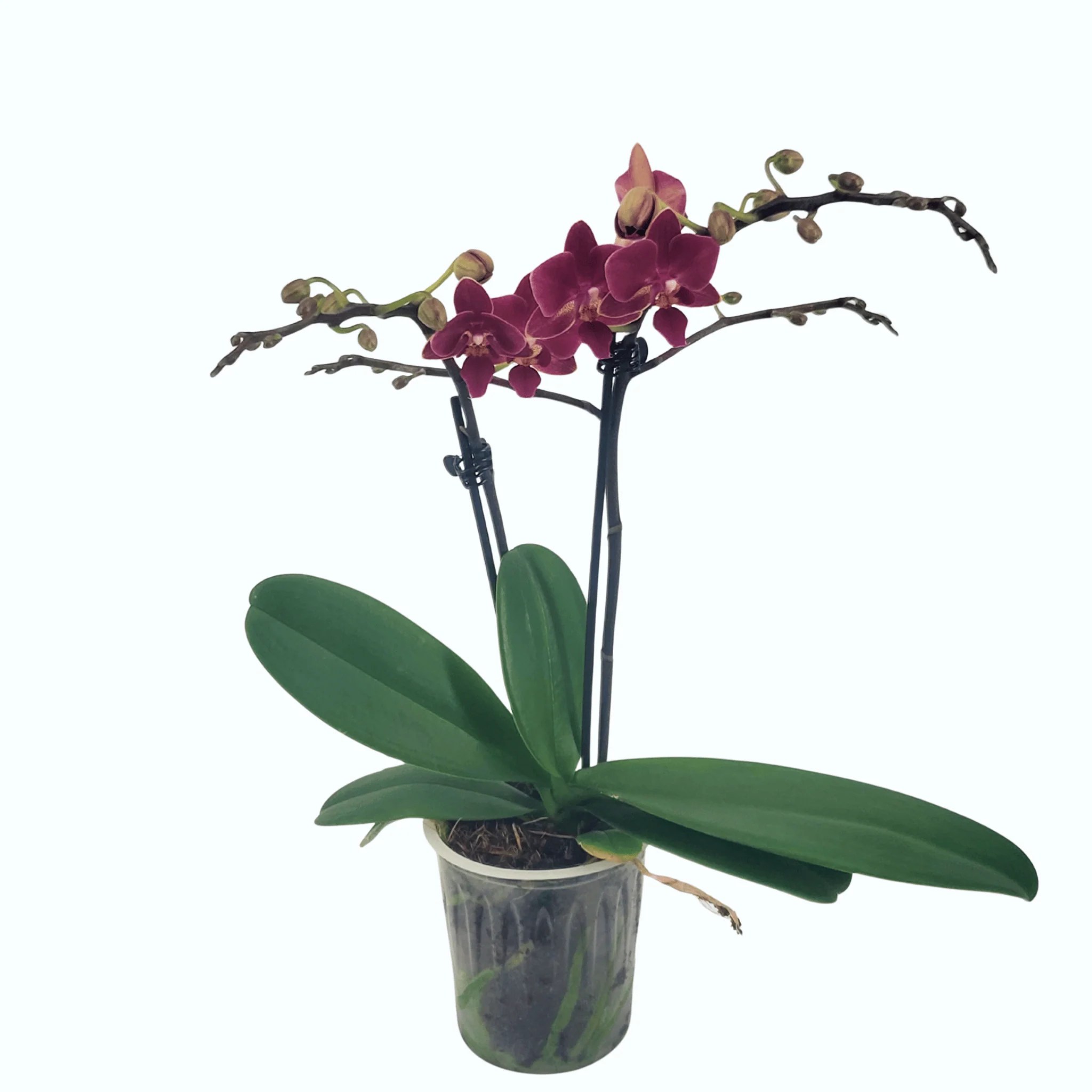 Table Dance Kimya mit roten Blüten und 2 Rispen Table Dance Kimya mit roten Blüten und 2 Rispen