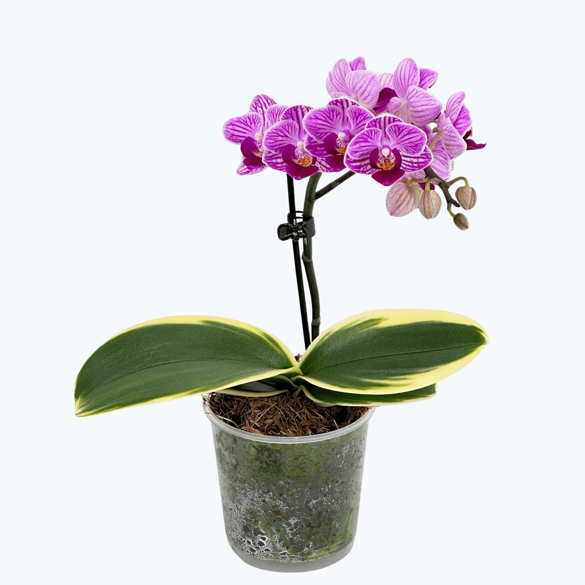 Phalaenopsis Vivien variegata mit panaschiertem Laub und 1+ Rispe Phalaenopsis Vivien variegata mit panaschiertem Laub und 1+ Rispe