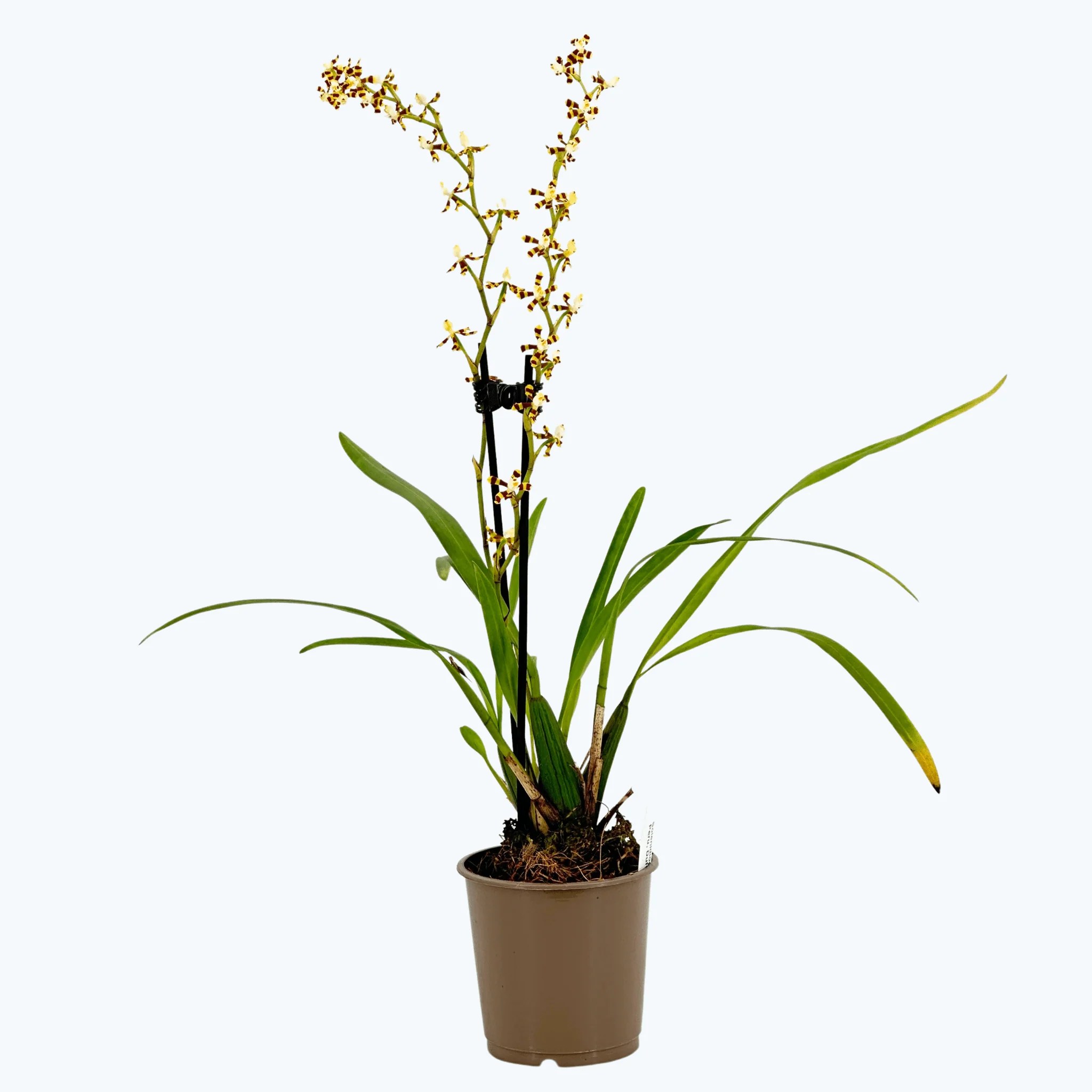 Solenidiopsis tigroides Duftorchidee mit 1+ Rispen Rarität Solenidiopsis tigroides Duftorchidee mit 1+ Rispen Rarität