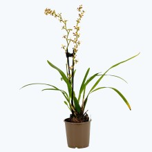 Solenidiopsis tigroides Duftorchidee mit 1+ Rispen Rarität Solenidiopsis tigroides Duftorchidee mit 1+ Rispen Rarität