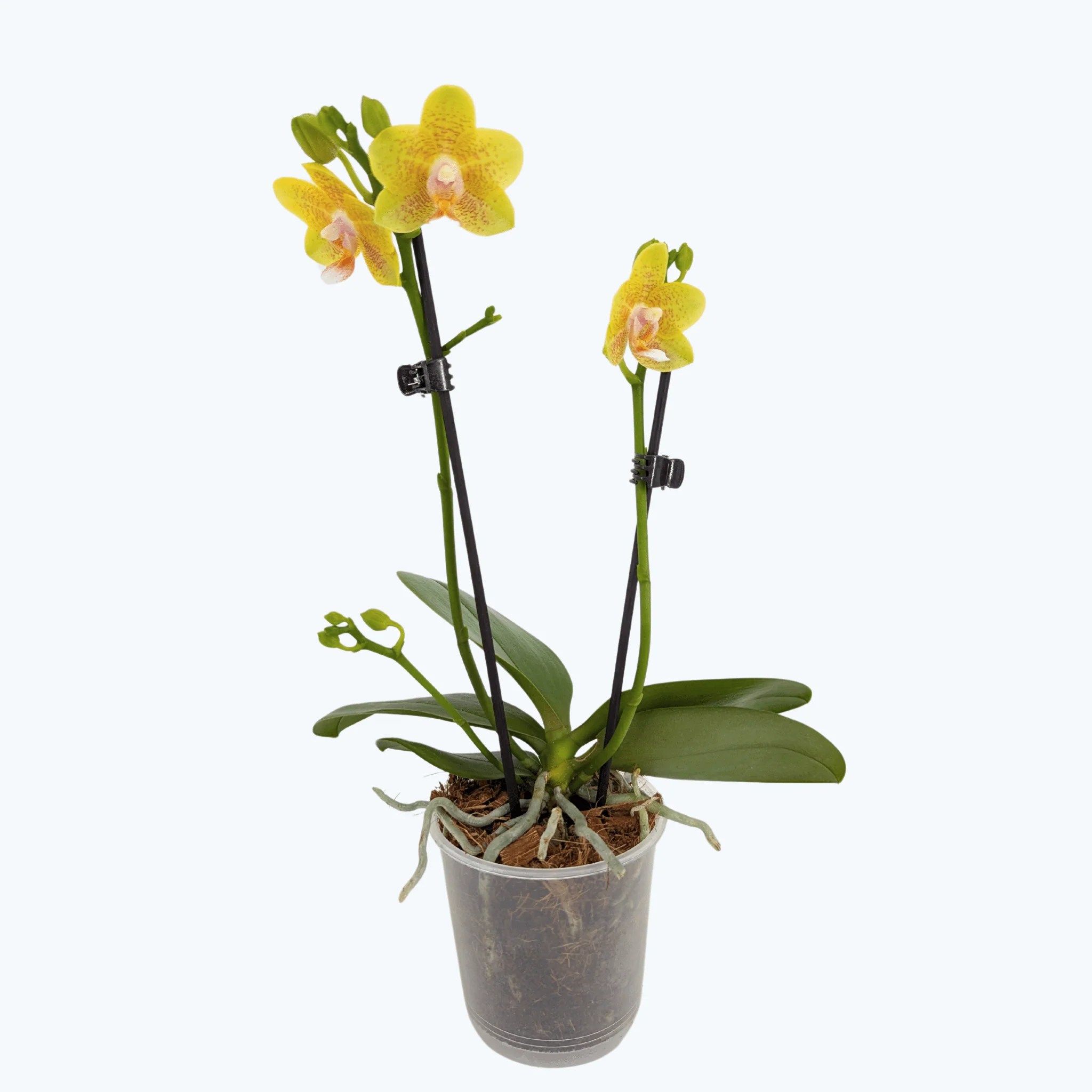 Duftorchidee Table Dance Citrin-Gelb mit gelb-gepunkteten Blüten und 2 Rispen Duftorchidee Table Dance Citrin-Gelb mit gelb-gepunkteten Blüten und 2 Rispen