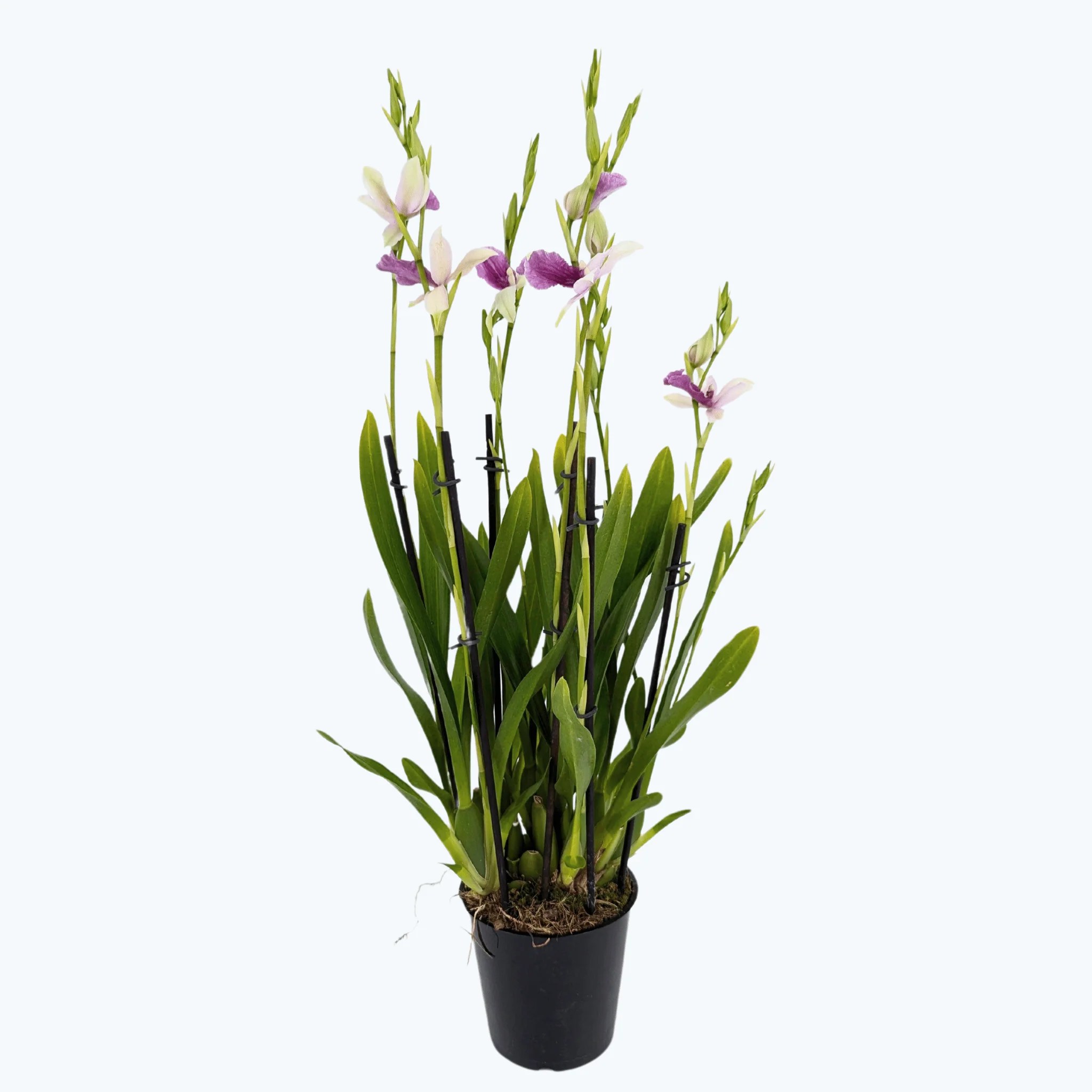 Miltonia Maui mit 5+ Rispen Miltonia Maui mit 5+ Rispen