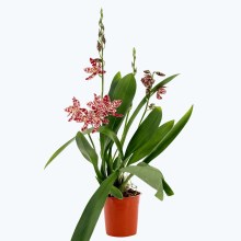 Cambria Hybride mit rot-weiß gefleckten Blüten und 4 Rispen Cambria Hybride mit rot-weiß gefleckten Blüten und 4 Rispen