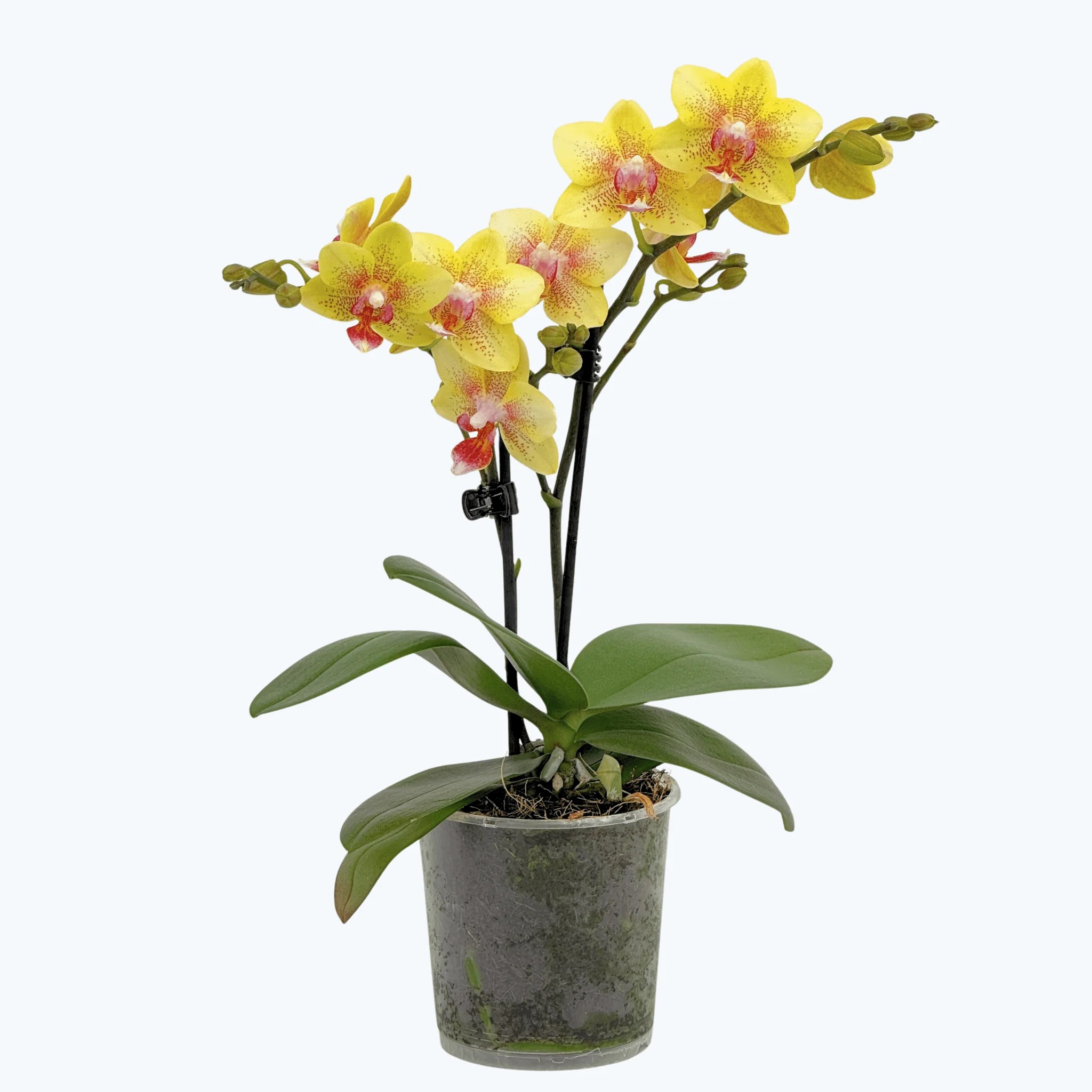 Table Dance Pereira mit gelb-gepunkteten Blüten und 2+ Rispen Table Dance Pereira mit gelb-gepunkteten Blüten und 2+ Rispen