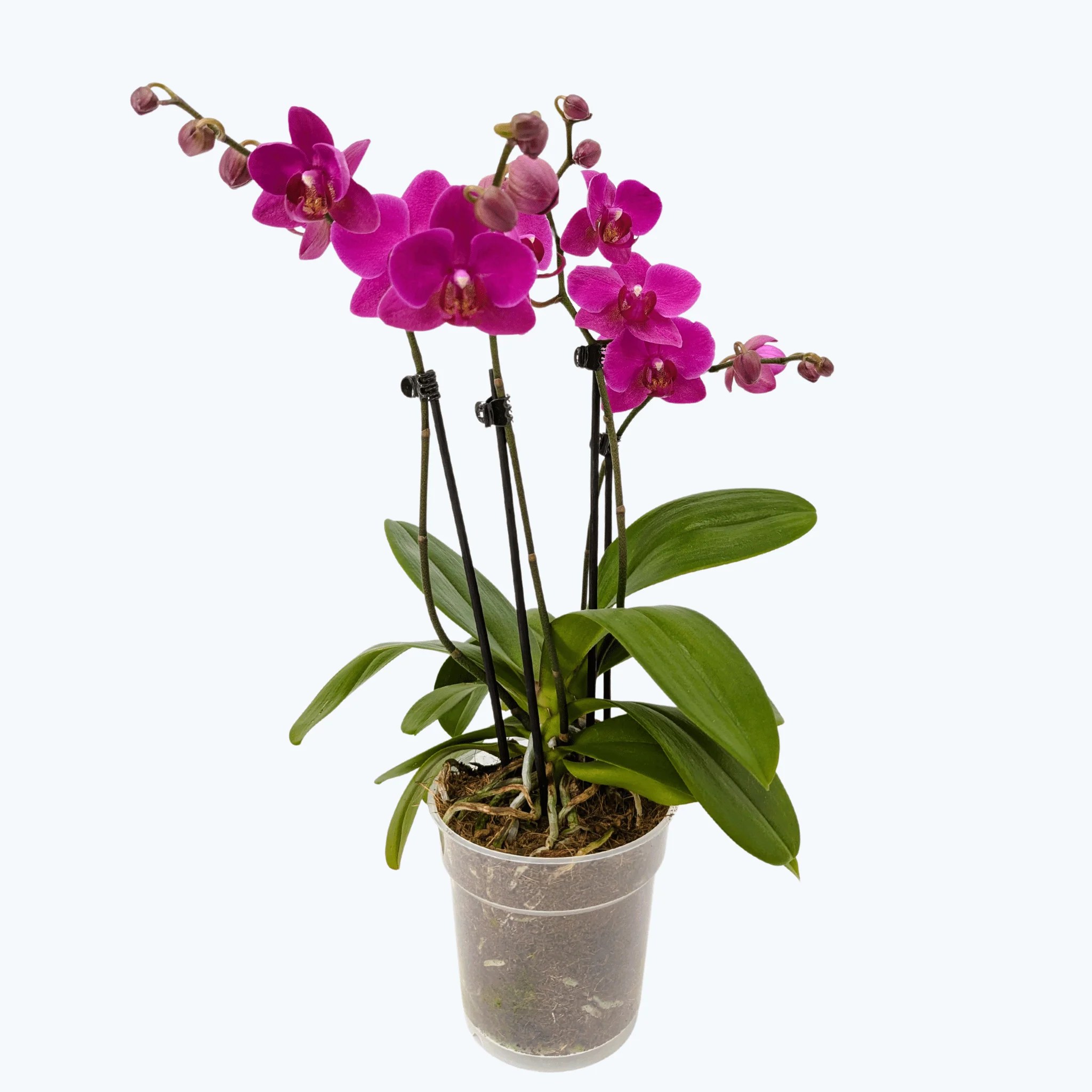 Große Two of Us mit lilafarbenen Blüten und 3 Rispen Große Two of Us mit lilafarbenen Blüten und 3 Rispen