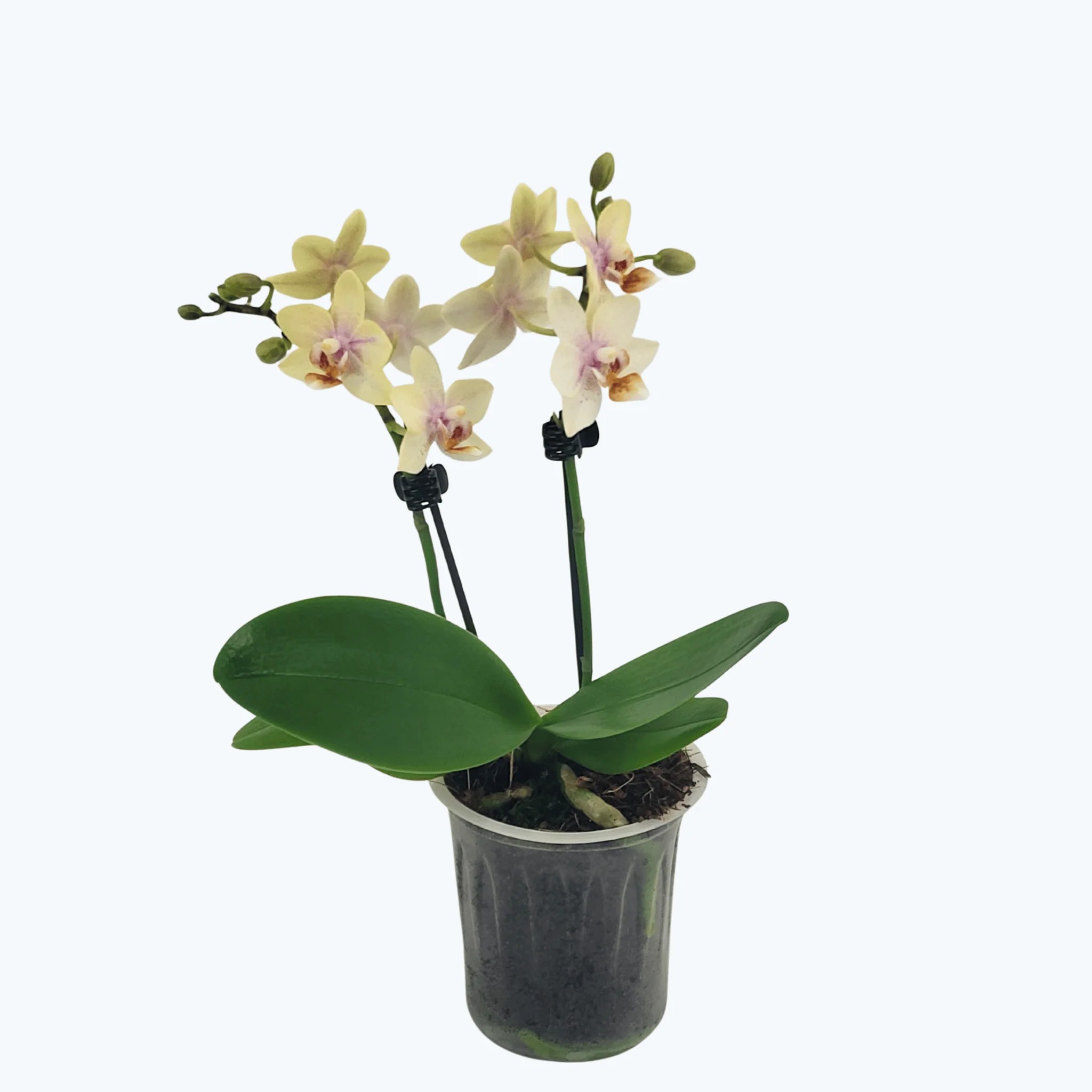 Table Dance Susanne mit creme-gelben Blüten und 2 Rispen Table Dance Susanne mit creme-gelben Blüten und 2 Rispen