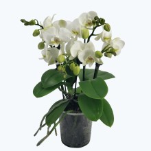 Große Two of Us Weiß mit weißen Blüten und 4 kurzen Rispen Große Two of Us Weiß mit weißen Blüten und 4 kurzen Rispen