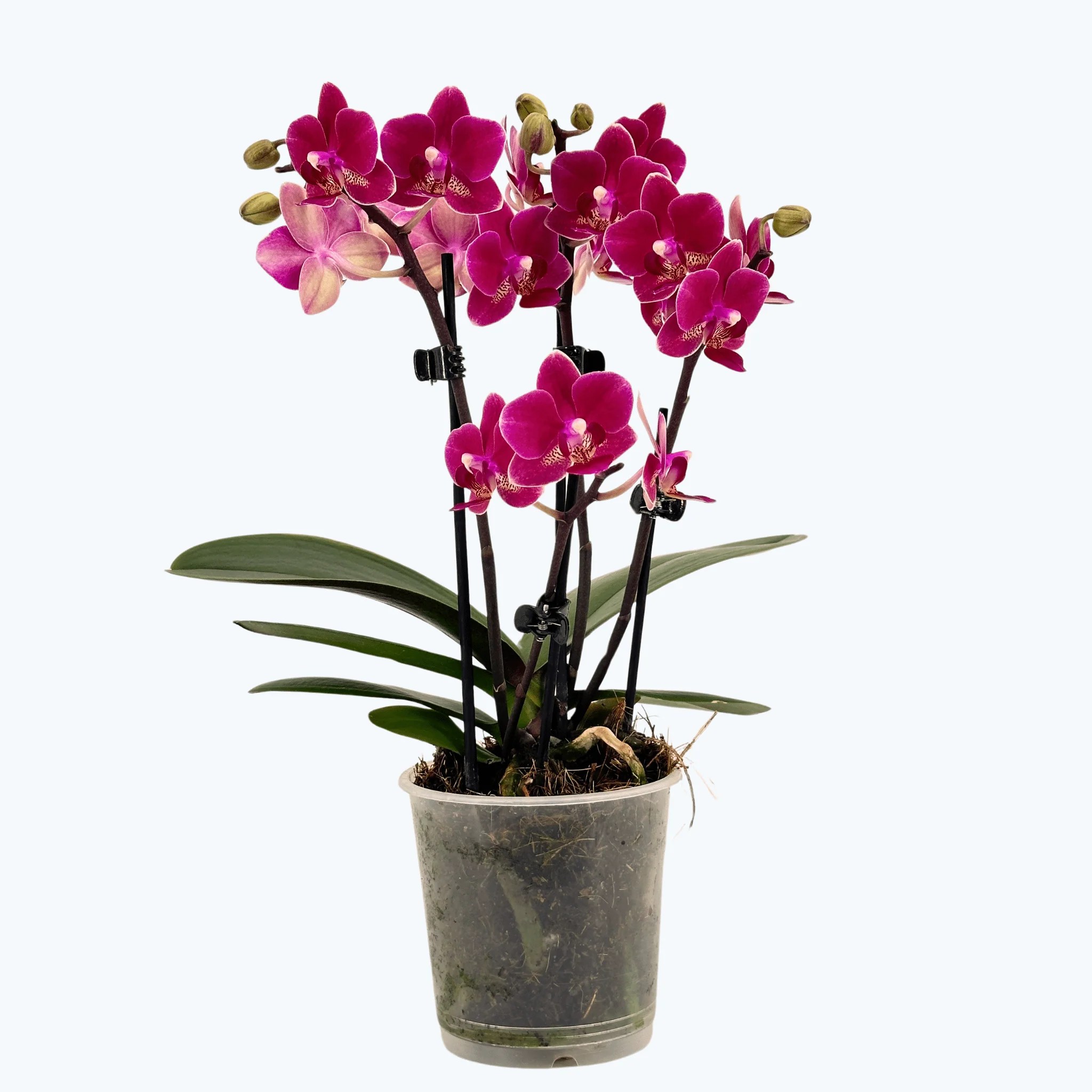 Table Dance Chamonix mit weinroten Blüten und 3 Rispen Table Dance Chamonix mit weinroten Blüten und 3 Rispen