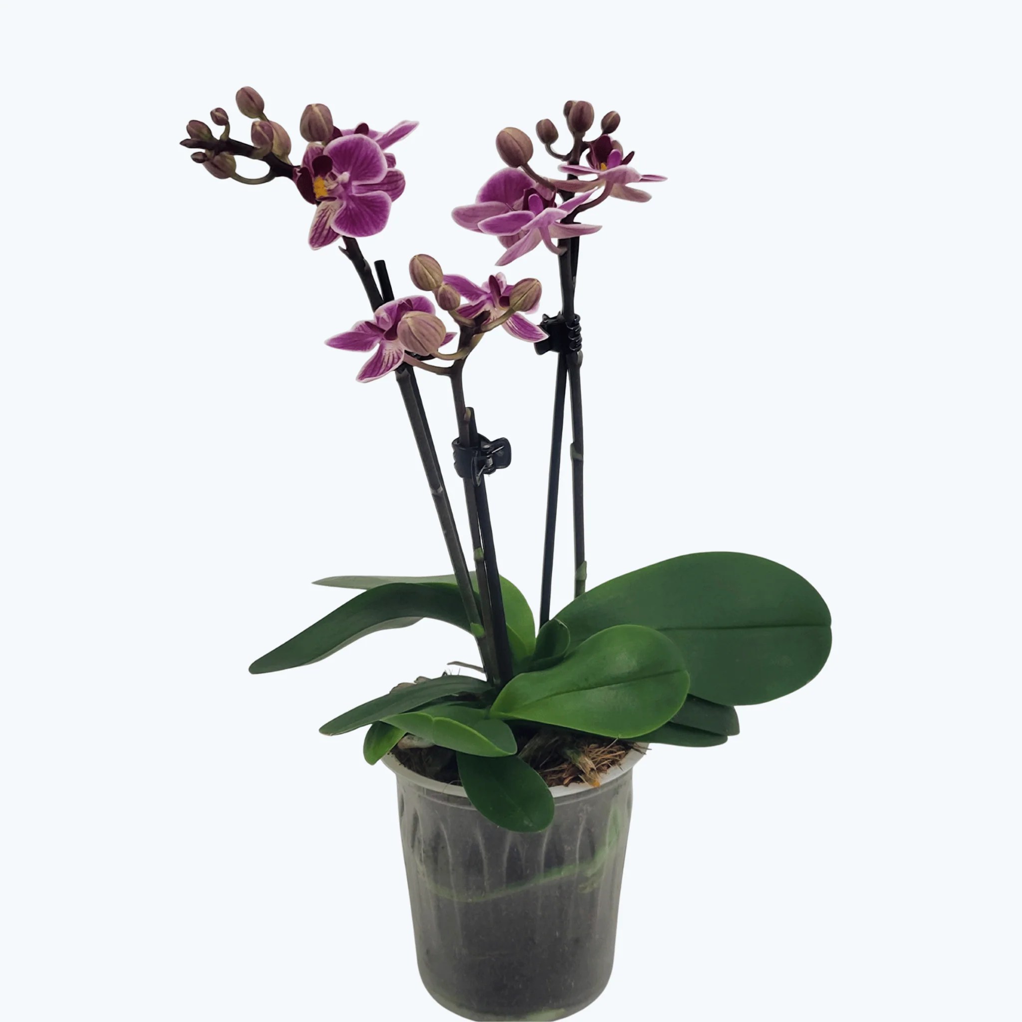 Table Dance Osrun mit rosa-violett gestreiften Blüten und 3 Rispen Table Dance Osrun mit rosa-violett gestreiften Blüten und 3 Rispen