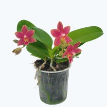 Bonsai Duftorchidee botanic mit roten Blüten und 2 Rispen Bonsai Duftorchidee botanic mit roten Blüten und 2 Rispen