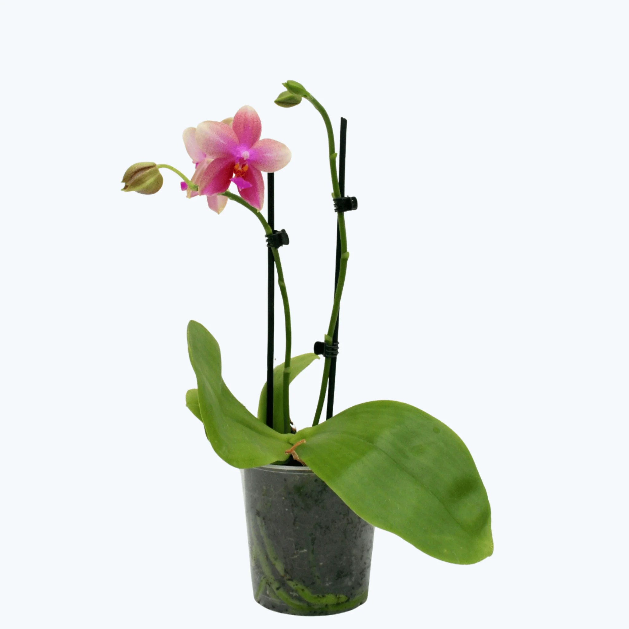 Duftorchidee Liodoro mit gelb-rosanen Blüten und 2 Rispen im 12cm Topf Duftorchidee Liodoro mit gelb-rosanen Blüten und 2 Rispen im 12cm Topf