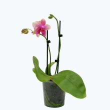 Duftorchidee Liodoro mit gelb-rosanen Blüten und 2 Rispen im 12cm Topf Duftorchidee Liodoro mit gelb-rosanen Blüten und 2 Rispen im 12cm Topf