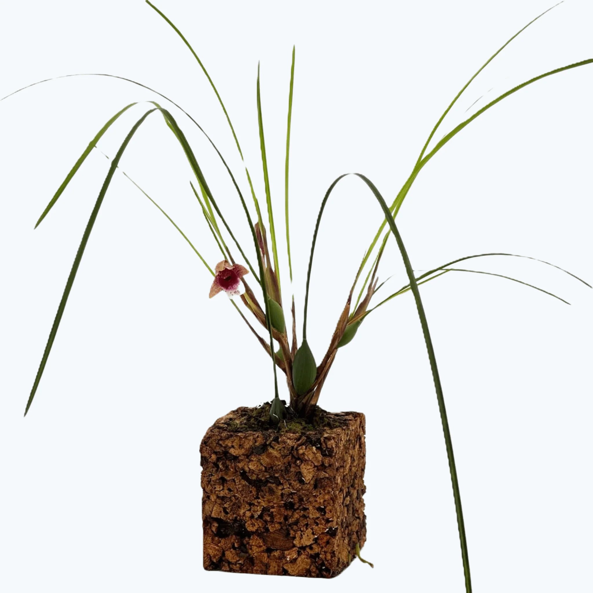 Maxillaria atrosanguinea mit rot-weißen Blüten im Korkquader Maxillaria atrosanguinea mit rot-weißen Blüten im Korkquader