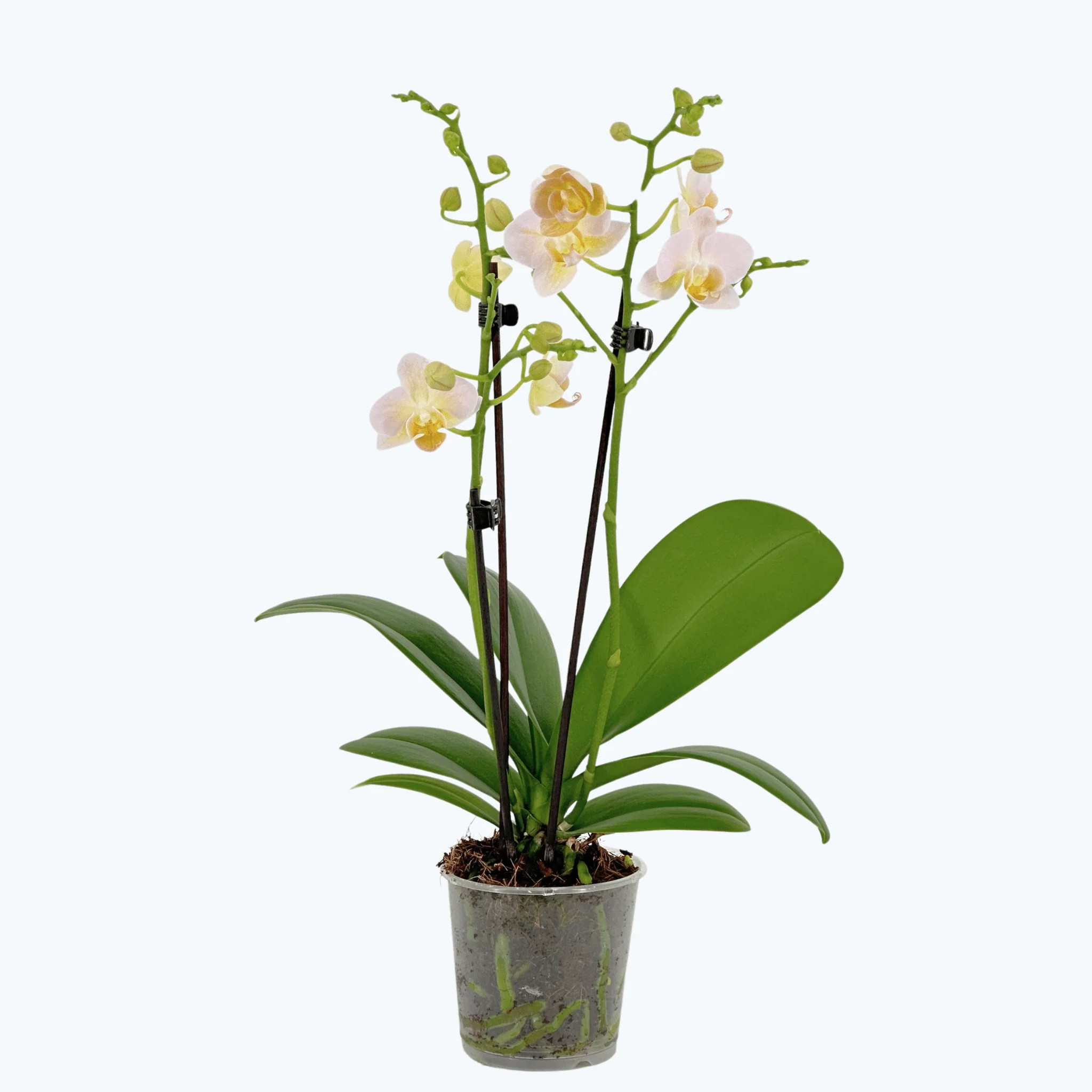 Table Dance Yu Pin Burgundy mit zartrosafarbenen Blüten und 2 Rispen Table Dance Yu Pin Burgundy mit zartrosafarbenen Blüten und 2 Rispen