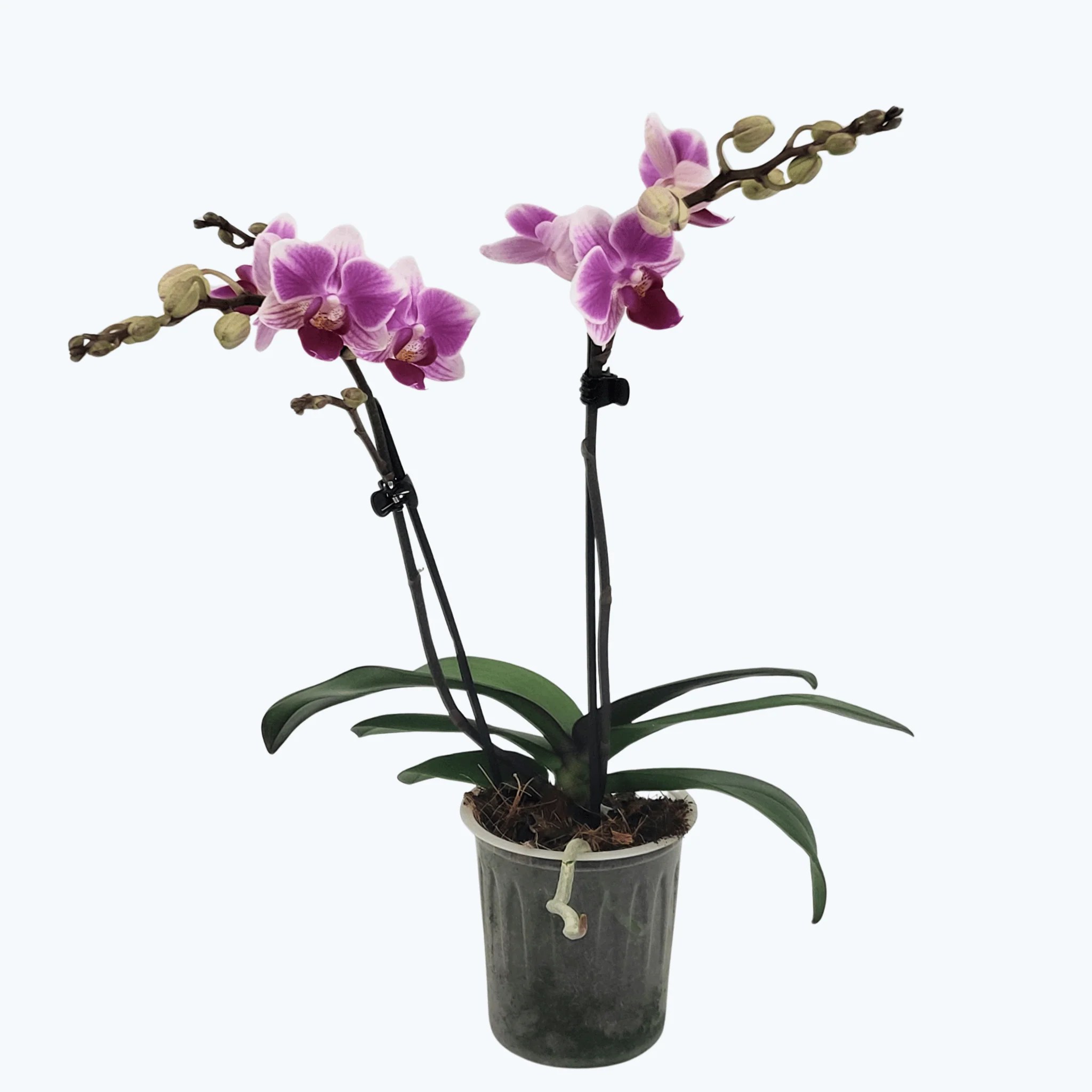 Table Dance Bernadette mit zarten violett-weißen Blüten und 2 Rispen Table Dance Bernadette mit zarten violett-weißen Blüten und 2 Rispen