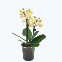 Table Dance Odilia mit zarten gelben Blüten und 2 Rispen Table Dance Odilia mit zarten gelben Blüten und 2 Rispen