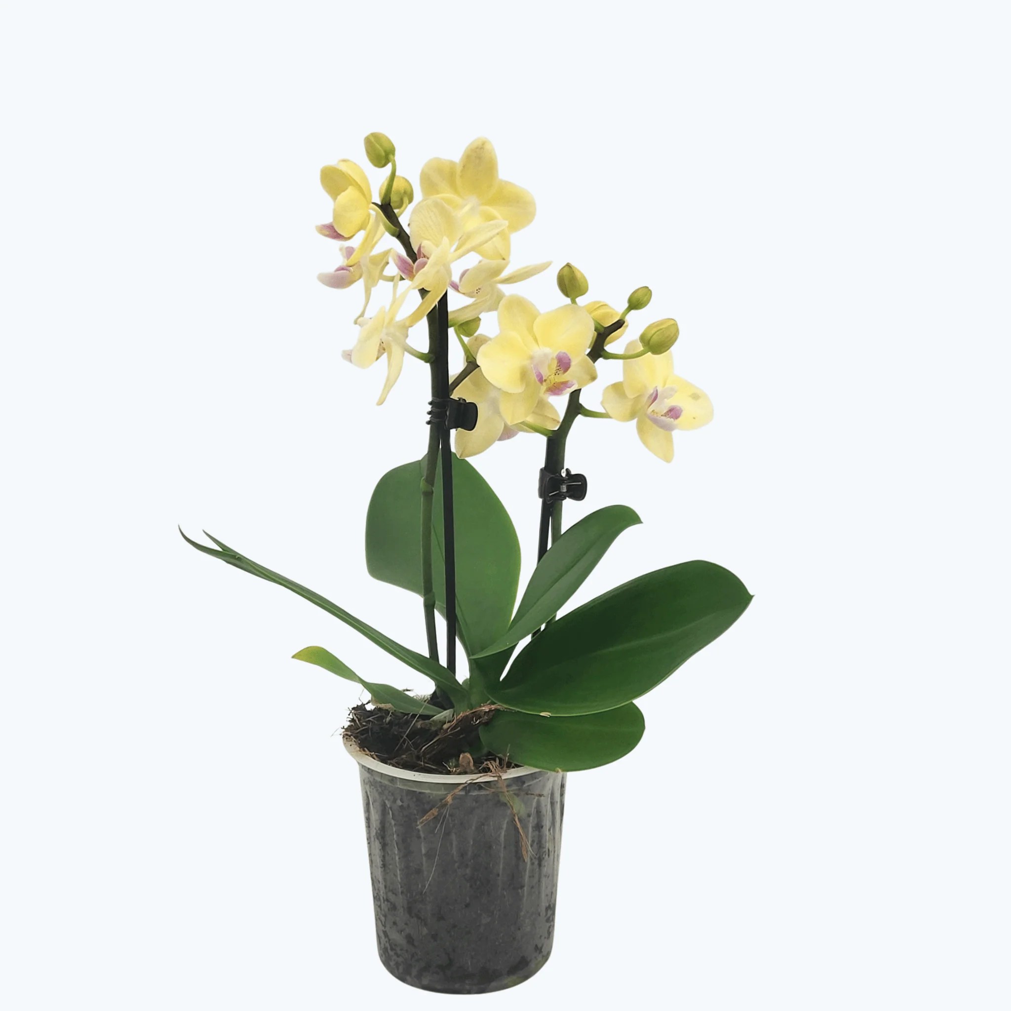 Table Dance Odilia mit zarten gelben Blüten und 2 Rispen Table Dance Odilia mit zarten gelben Blüten und 2 Rispen