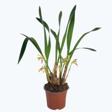 Maxillaria picta mit cremegelben Blüten und 4+ Rispen Maxillaria picta mit cremegelben Blüten und 4+ Rispen