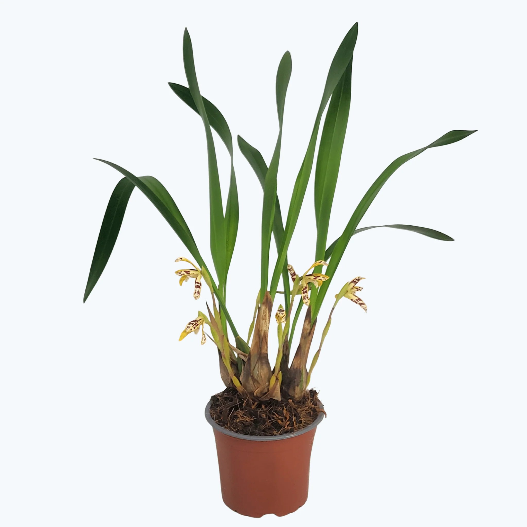 Maxillaria picta mit cremegelben Blüten und 4+ Rispen Maxillaria picta mit cremegelben Blüten und 4+ Rispen
