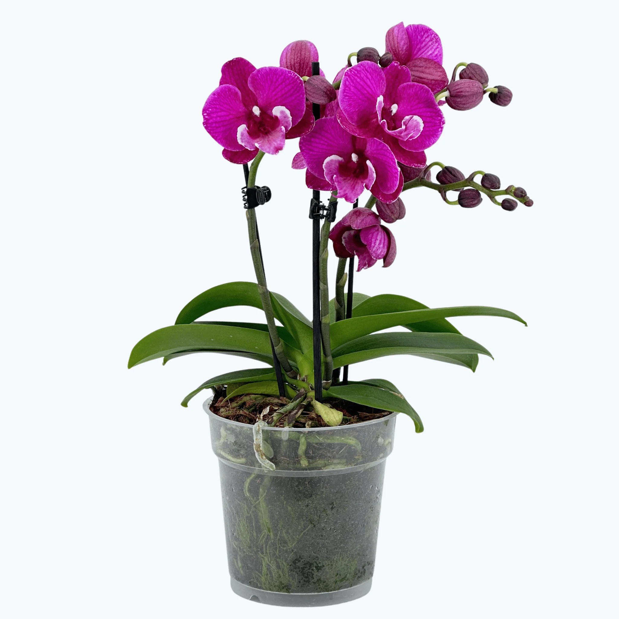 Große Two of Us Tying Shin Black Bear mit dunkelvioletten Blüten und 2 Rispen Große Two of Us Tying Shin Black Bear mit dunkelvioletten Blüten und 2 Rispen