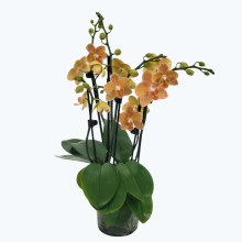 Große Two of Us Goldrush mit orange-gelben Blüten und 5+ Rispen Große Two of Us Goldrush mit orange-gelben Blüten und 5+ Rispen