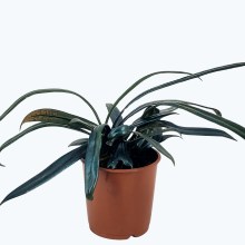 Microsorum thailandicum Metallfarn mit metallisch blauen Blättern im 9cm Topf Microsorum thailandicum Metallfarn mit metallisch blauen Blättern im 9cm Topf