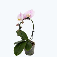 Table Dance Wasserfall in verschiedenen Farben mit 1 Rispe Table Dance Wasserfall in verschiedenen Farben mit 1 Rispe