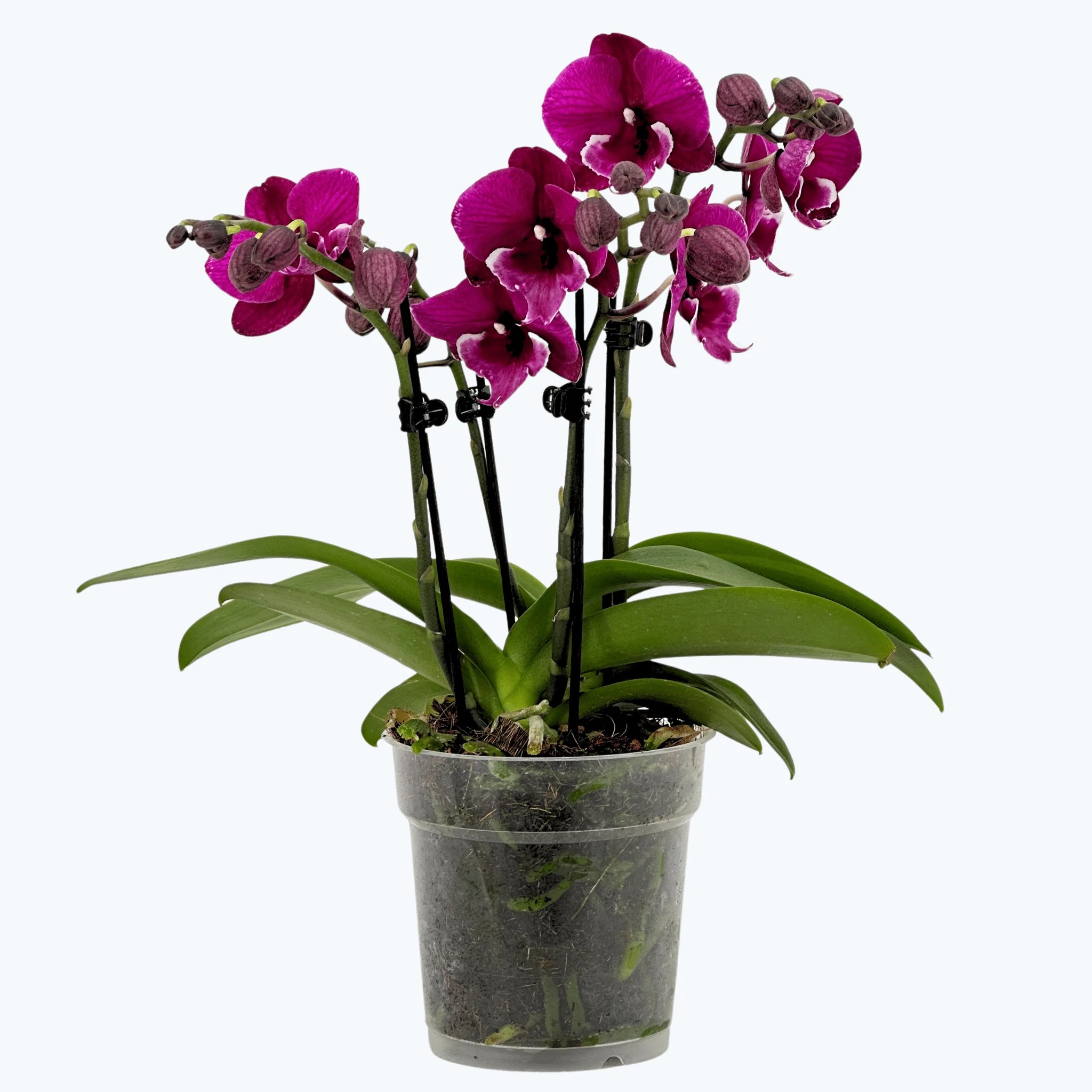 Große Two of Us Tying Shin Black Bear mit dunkelvioletten Blüten und 4 Rispen Große Two of Us Tying Shin Black Bear mit dunkelvioletten Blüten und 4 Rispen