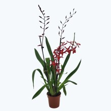 Cambria Hybride mit 3+ Rispen im 12 cm Topf Cambria Hybride mit 3+ Rispen im 12 cm Topf