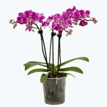 Table Dance Caracas mit violett-gestreiften Blüten und 3 Rispen Table Dance Caracas mit violett-gestreiften Blüten und 3 Rispen