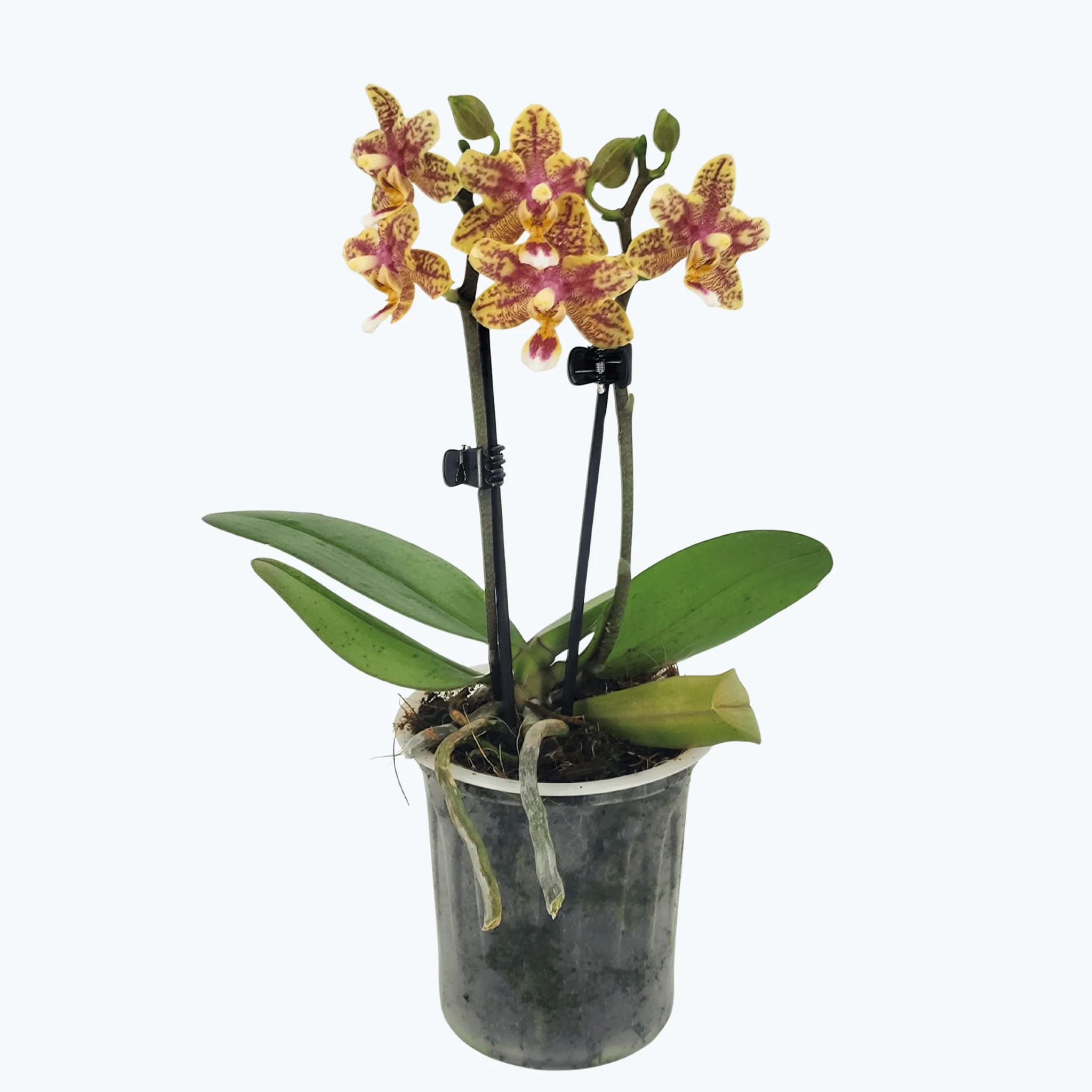 Duftorchidee Table Dance Afra mit gelb-orangenen Blüten und 2 Rispen Duftorchidee Table Dance Afra mit gelb-orangenen Blüten und 2 Rispen