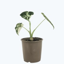 Alocasia Fryderek Variegata mit grün-weißen Blättern Alocasia Fryderek Variegata mit grün-weißen Blättern