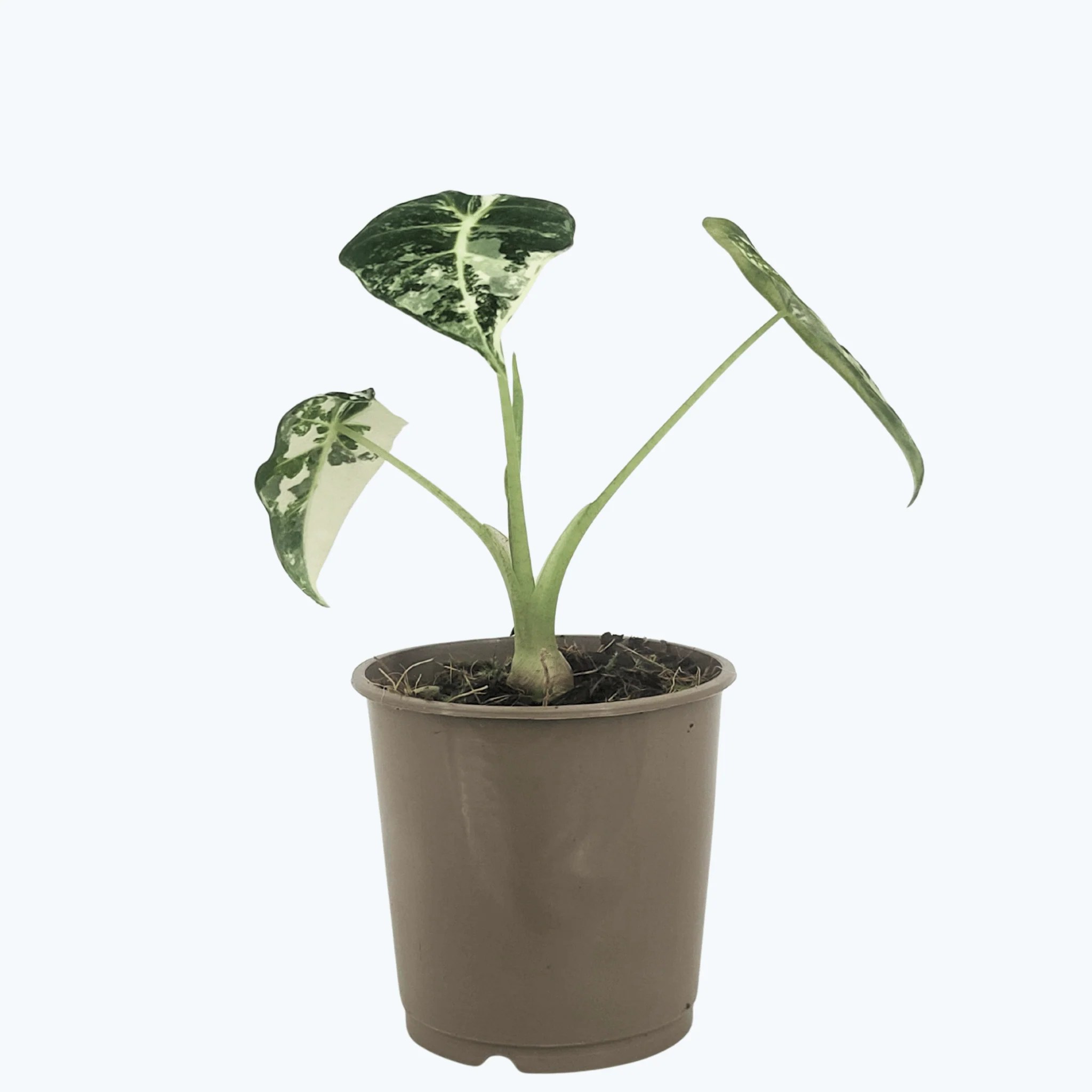 Alocasia Fryderek Variegata mit grün-weißen Blättern Alocasia Fryderek Variegata mit grün-weißen Blättern