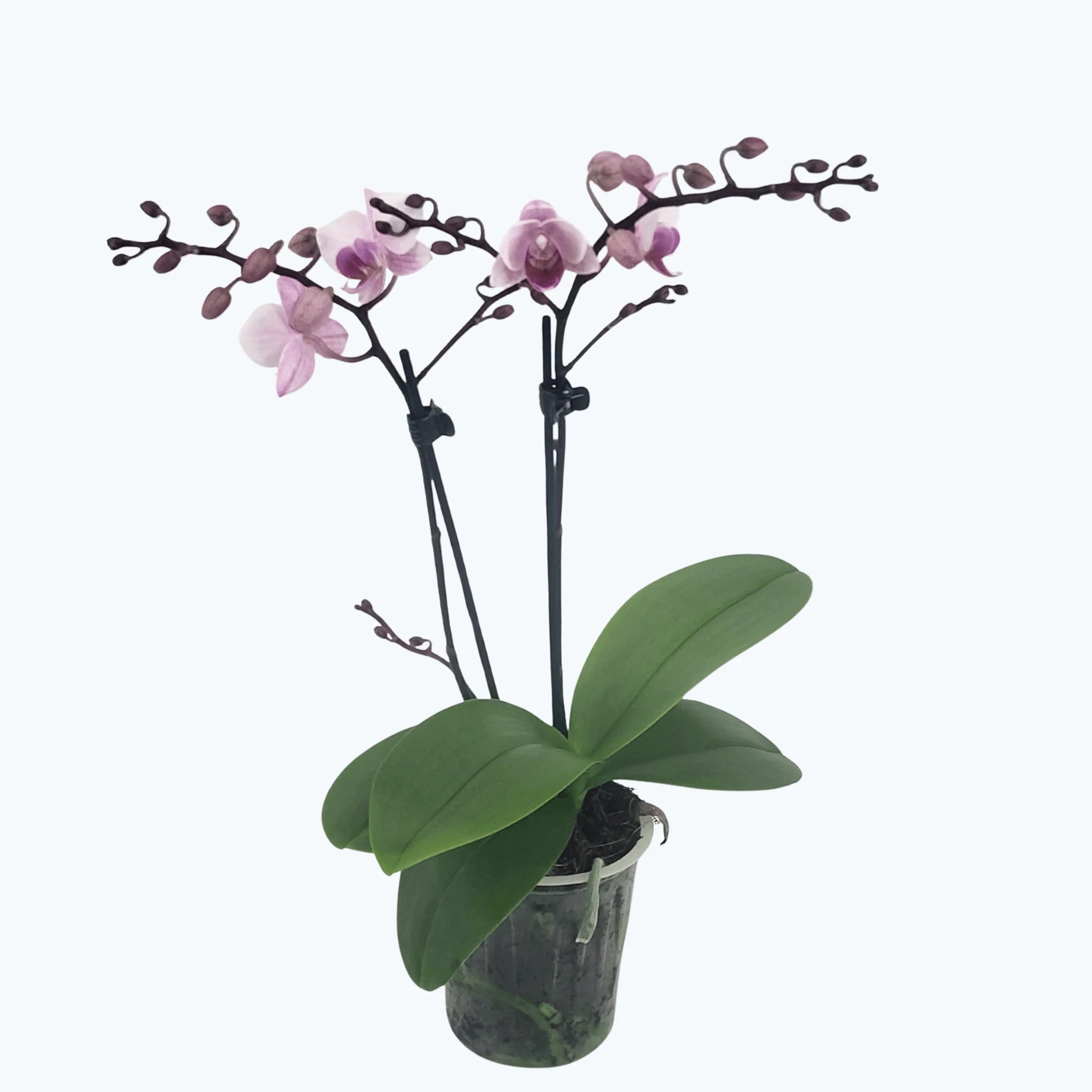 Table Dance Blockbuster mit weiß-rosa Blüten und 2 Rispen Table Dance Blockbuster mit weiß-rosa Blüten und 2 Rispen