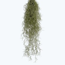 Tillandsia usneoides am Draht Tillandsia usneoides am Draht