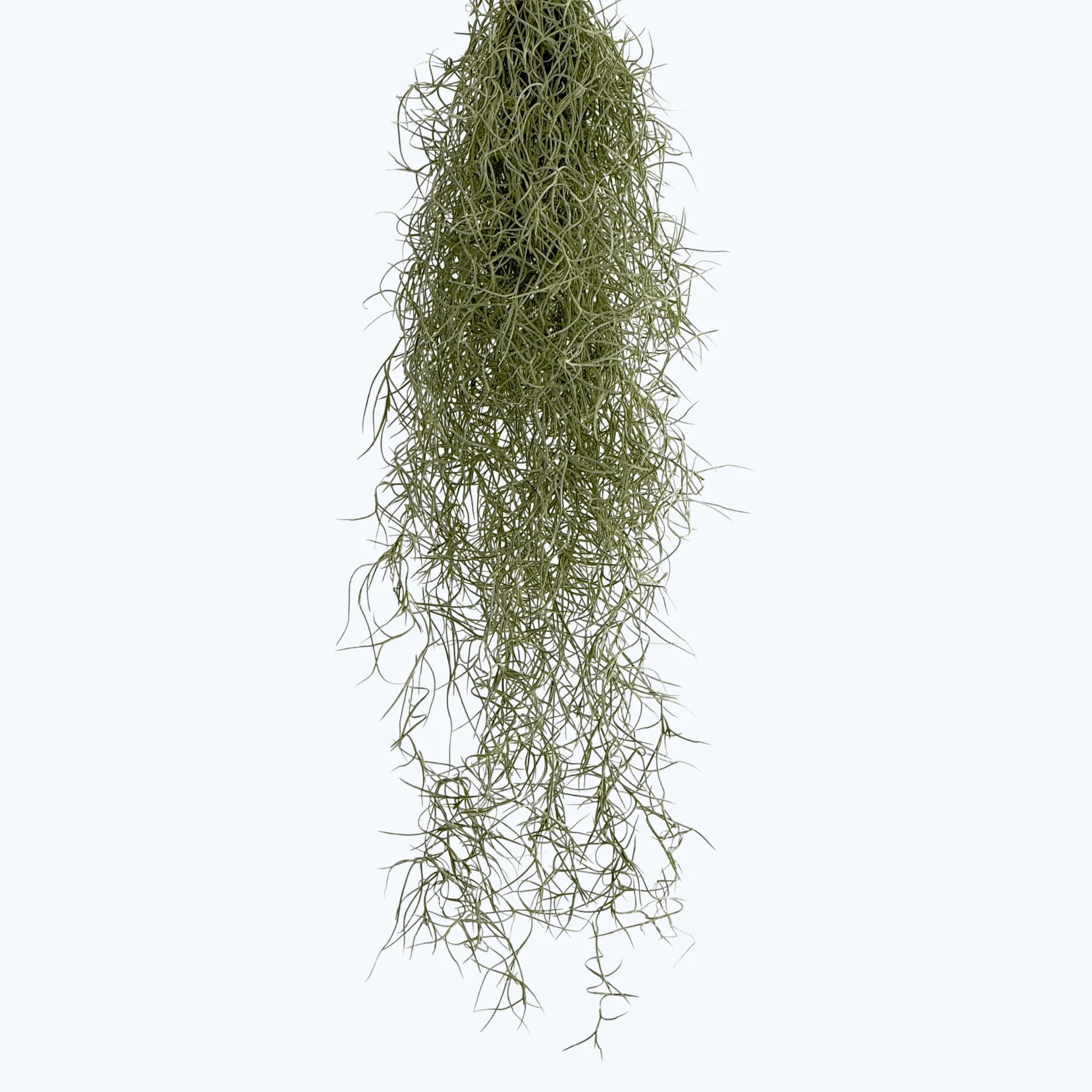 Tillandsia usneoides am Draht Tillandsia usneoides am Draht