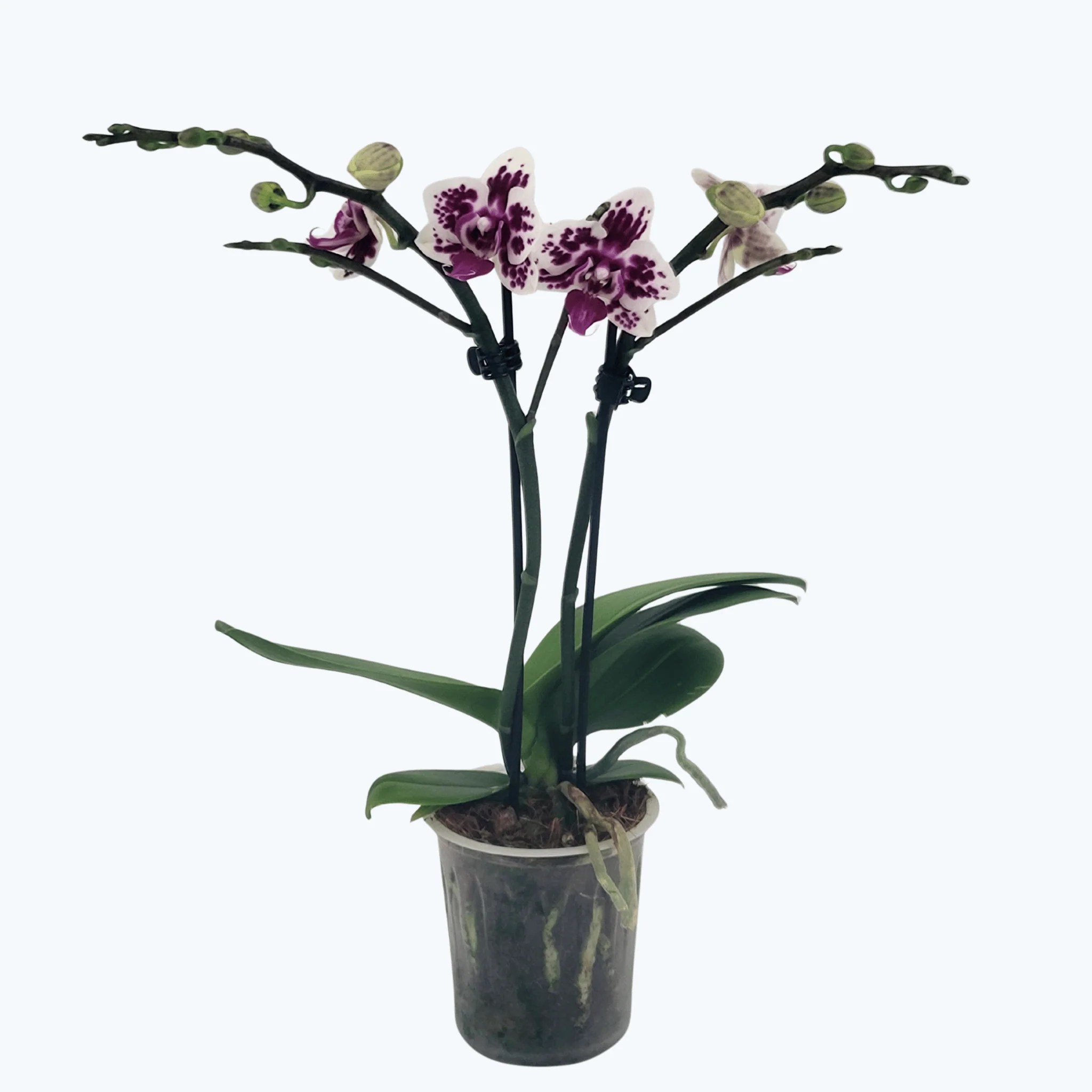 Table Dance Testsorte mit violett-weißen Blüten und 2 Rispen Table Dance Testsorte mit violett-weißen Blüten und 2 Rispen