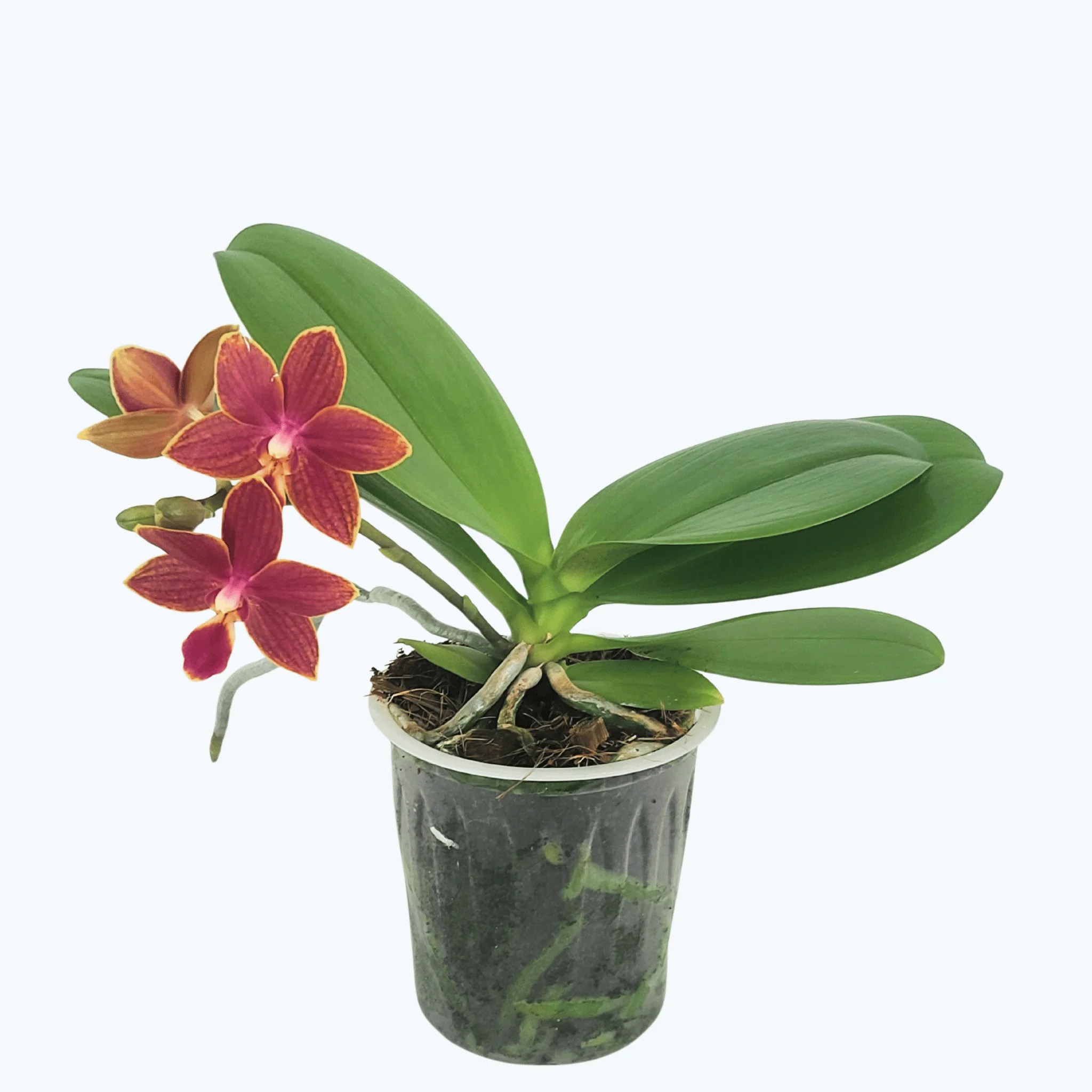 Bonsai Duftorchidee botanic mit roten Blüten und 1 Rispe Bonsai Duftorchidee botanic mit roten Blüten und 1 Rispe