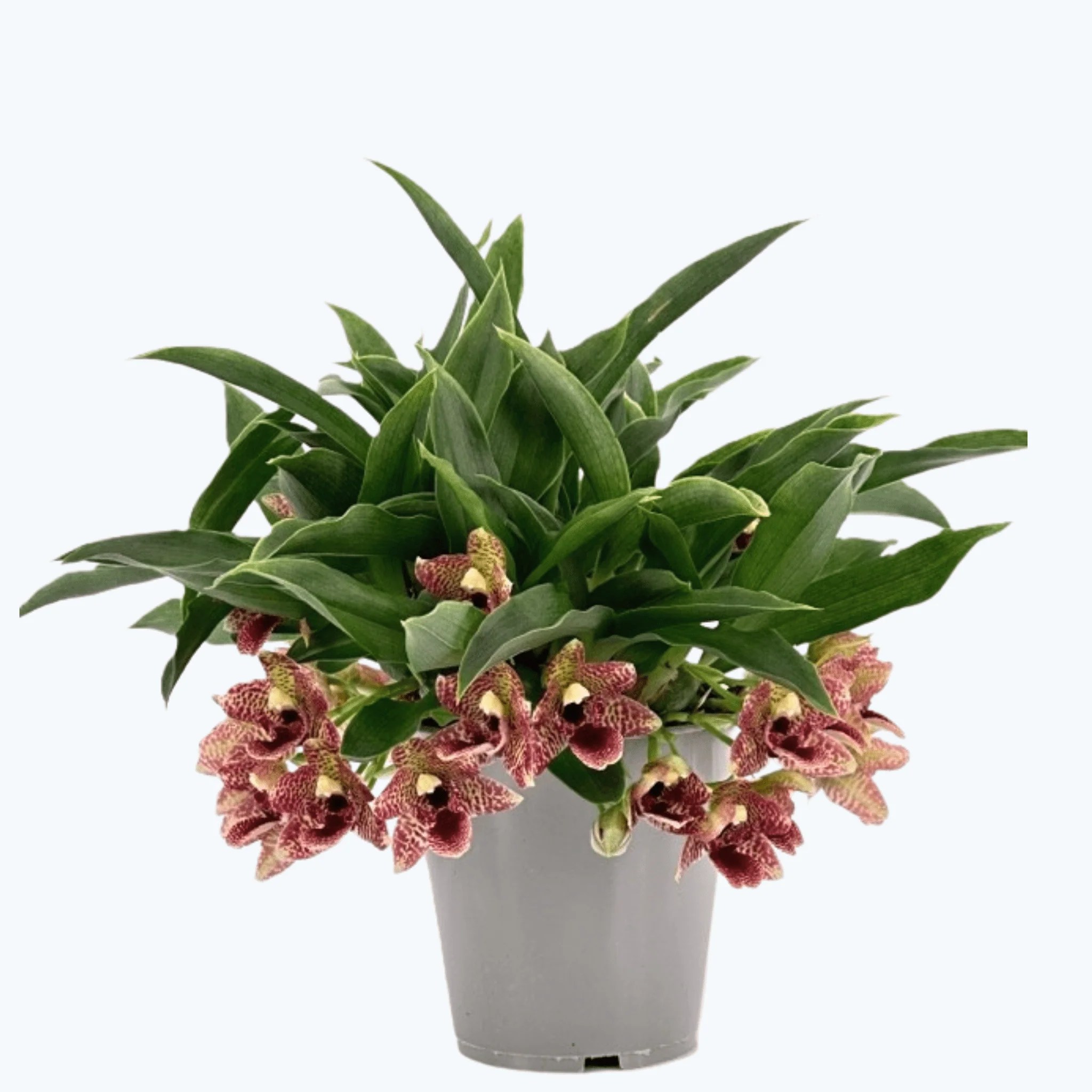 Promenaea Sunlight mit braun gefleckten Blüten Promenaea Sunlight mit braun gefleckten Blüten